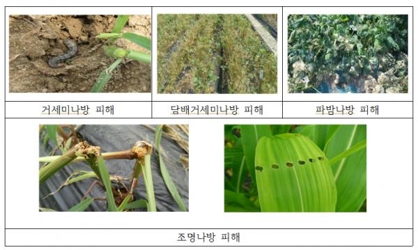 밭작물 주요 나방류 해충의 피해